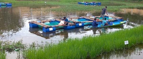 Rice-fish farming experiment carried out at the Royal University of Agriculture, Phnom Penh, Cambodia © CIRAD